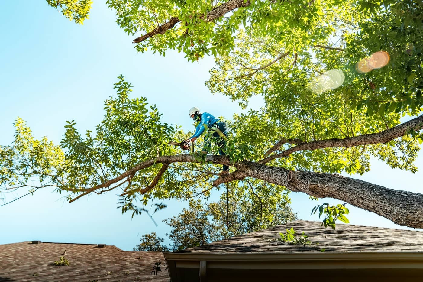 Trees Cut Cheap